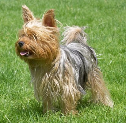Still waiting..........
Słowa kluczowe: Layla Yorkshire Terrier