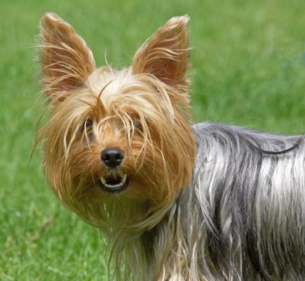 I'm such a cutie
الكلمات الإستدلالية(لتسهيل البحث): Layla Yorkshire Terrier