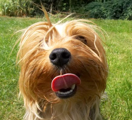 This is what I think of your camera!
الكلمات الإستدلالية(لتسهيل البحث): Layla Yorkshire Terrier