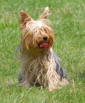 Well, a girl's gotta keep cool somehow
Avainsanat: Layla Yorkshire Terrier