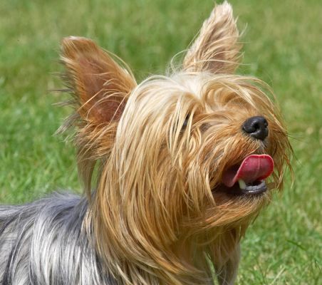 I want that cookie!
Ključne besede: Layla Yorkshire Terrier