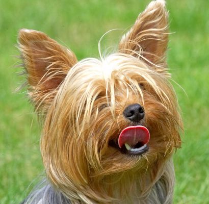 Look, I'm licking my chops in anticipation
Ключові слова: Layla Yorkshire Terrier