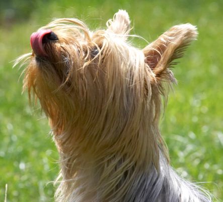 For a little girl, I sure got a long tongue
Keywords: Layla Yorkshire Terrier tongue