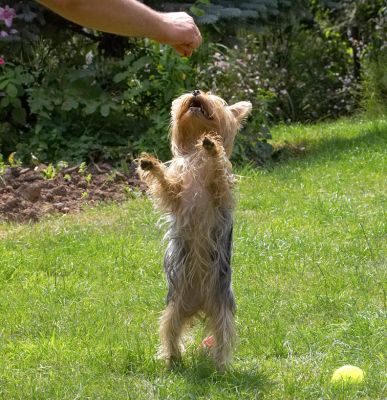 Standing tall!
Klíčová slova: Yorkshire Terrier Layla