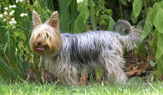 After all that work, I gotta stand in the shade
Ключові слова: Layla Yorkshire Terrier
