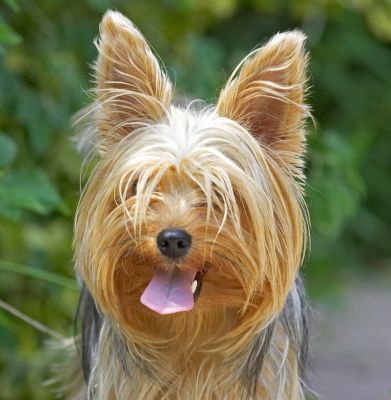 Whaddya mean my hair is in my eyes?
Keywords: Layla Yorkshire Terrier