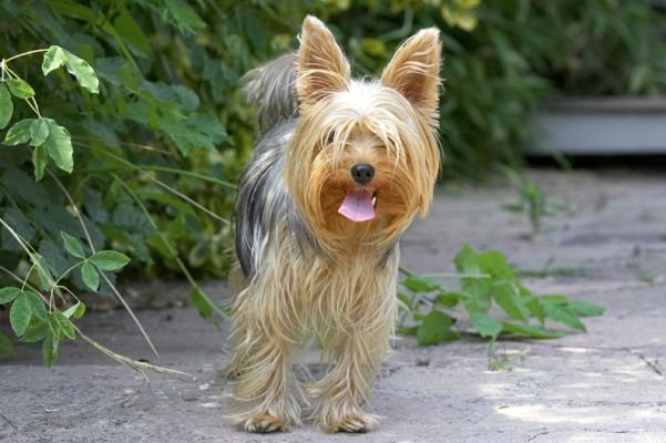 No, it's a very hot day and I'm gonna stand here in the shade
Keywords: Layla Yorkshire Terrier