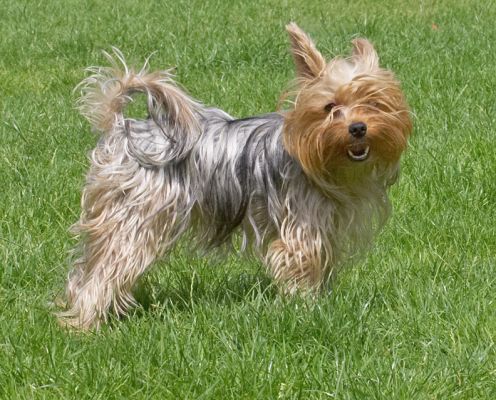 This is my shaggy dog look!
Palabras clave: Layla Yorkshire Terrier
