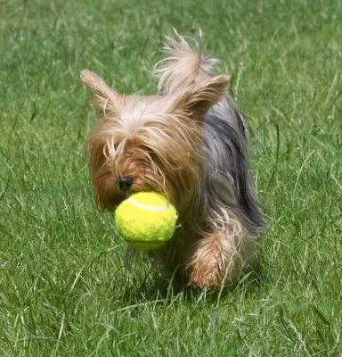 Boy, I should be playing for England!
Avainsanat: Layla Yorkshire Terrier ball