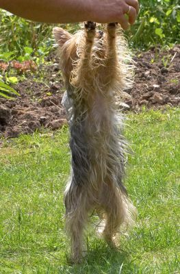 Well, then, I'll come and get it!
Keywords: Layla Yorkshire Terrier