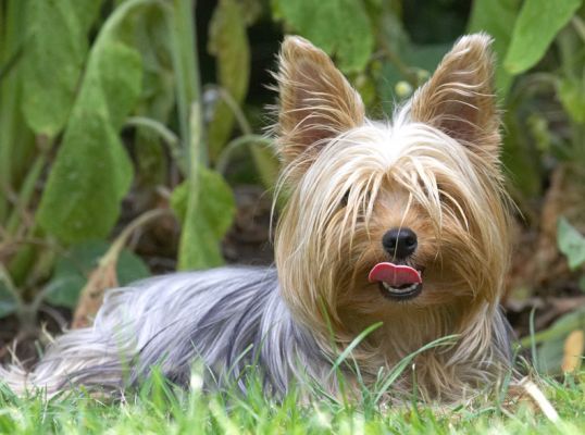 I'm just resting, I'll go running again when it is time to go in!
Anahtar kelimeler: Layla Yorkshire Terrier