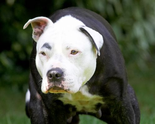 Look, I'm just thinking. OK?!
Keywords: Kess Staffordshire Bull Terrier