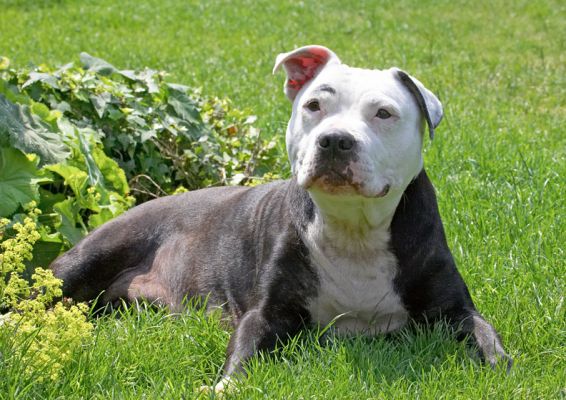 What's he got in his hand?
Ключові слова: Kess Staffordshire Bull Terrier