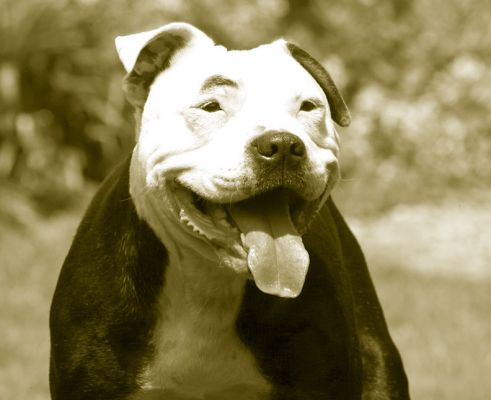 Cool, a black and white picture of me
Słowa kluczowe: Kess Staffordshire Bull Terrier