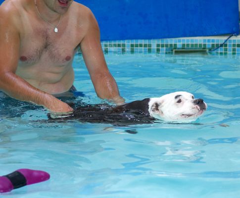 Bet Mum and Dad haven't got an indoor pool
Palabras clave: Kess Staffordshire Bull Terrier pool