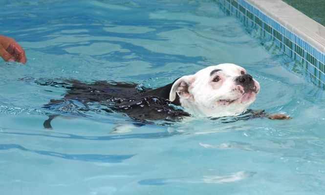 Look, I'm swimming all by myself
Palabras clave: Kess Staffordshire Bull Terrier swim pool