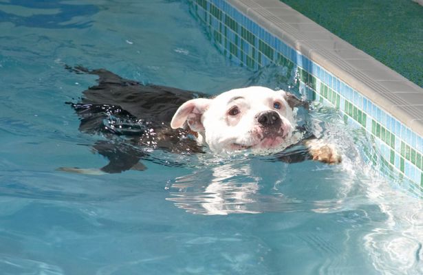 And, I'm heading for the ramp
Keywords: Kess Staffordshire Bull Terrier