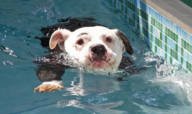 I'm concentrating. OK?!
Słowa kluczowe: Kess Staffordshire Bull Terrier pool