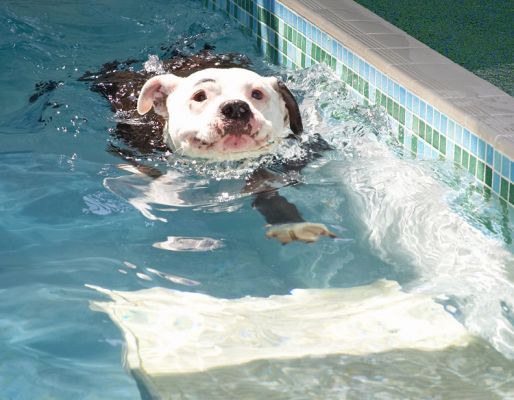 Now, how do I get my paws onto this ramp?
Keywords: Kess Staffordshire Bull Terrier pool