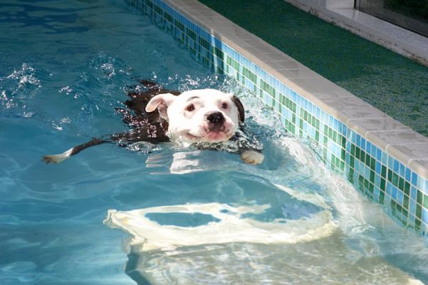 See, I'm working all my legs
Palabras clave: Kess Staffordshire Bull Terrier pool