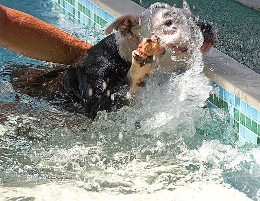 OK, so I need a helping hand
Ключови думи: Kess Staffordshire Bull Terrier pool