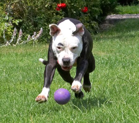 Look at this for ball focus
Keywords: Kess Staffordshire Bull Terrier