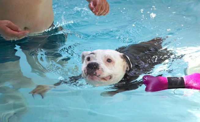 Look, I'm not interested in the toys.  I just gotta get to the end!
Ključne besede: Kess Staffordshire Bull Terrier pool