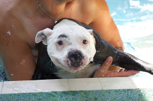 Is he gonna let me out?
Ключові слова: Kess Staffordshire Bull Terrier pool