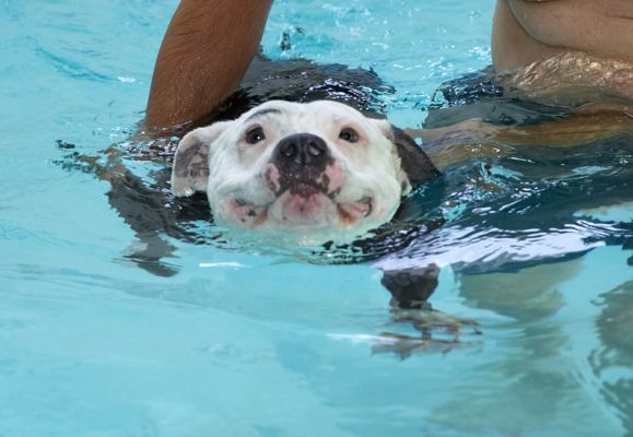 Sometimes a girl needs a little bit of help
Keywords: Kess Staffordshire Bull Terrier