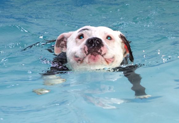 But, I can also do it on my own
Ключові слова: Kess Staffordshire Bull Terrier pool