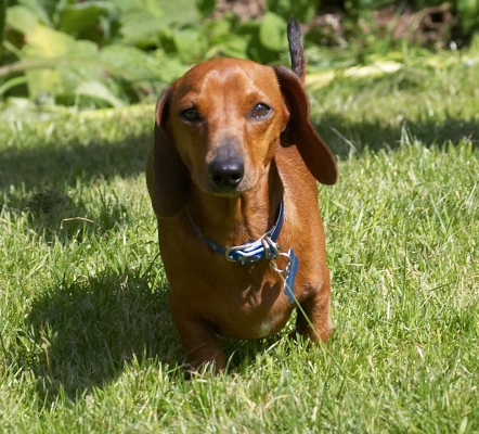Out for a stroll
Keywords: Remy Miniature Daschund
