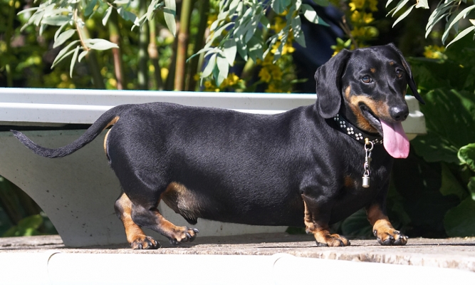 Hey, sunshine
الكلمات الإستدلالية(لتسهيل البحث): Louis Miniature Daschund tongue