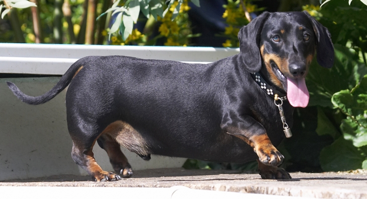 Jus' stepping out
Mots-clés: Louis Miniature Daschund tongue
