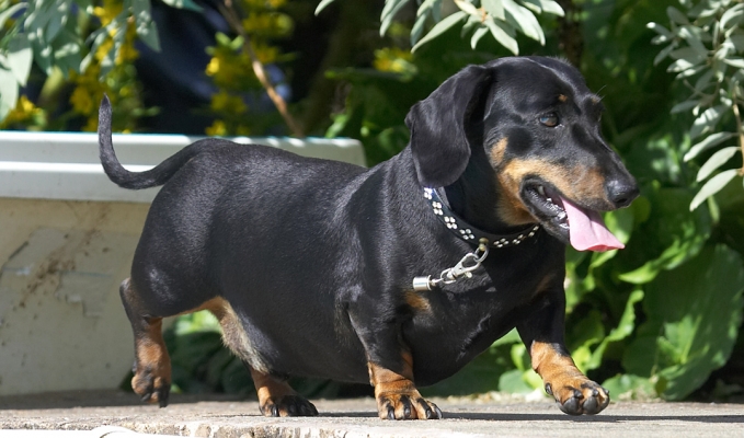 Look, I know I haven't moved far but I am small
Ključne besede: Louis Miniature Daschund tongue