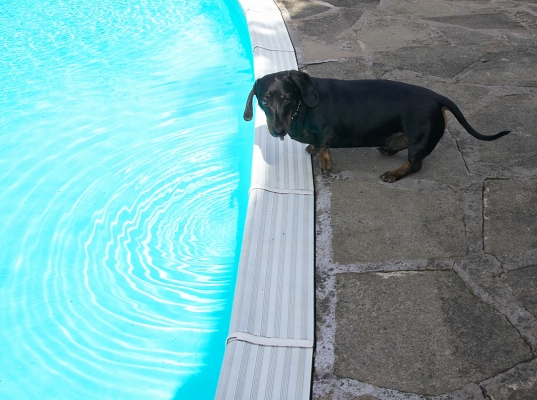 Wow, this is a big water bowl
Keywords: Louis Miniature Daschund