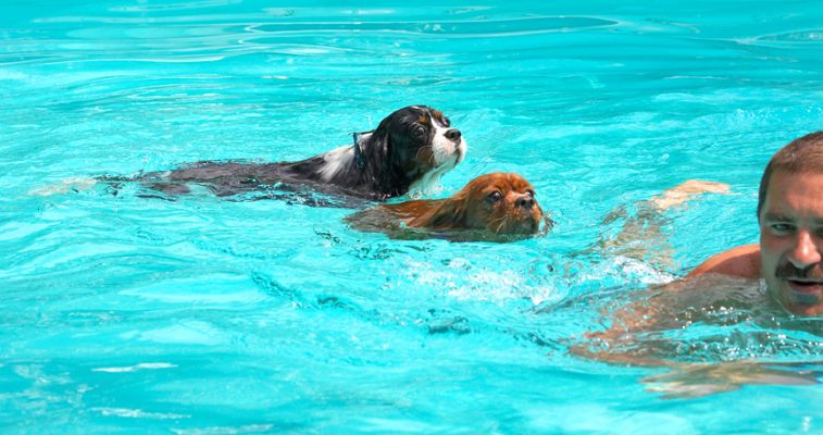 Hey, follow that guy
Λέξεις-κλειδιά: Ruby Jasper King Charles Spaniel Zbigniew
