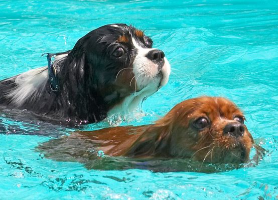 I'll follow Ruby; she looks like she knows where we're goin'
Ключевые слова: Ruby Jasper King Charles Spaniel