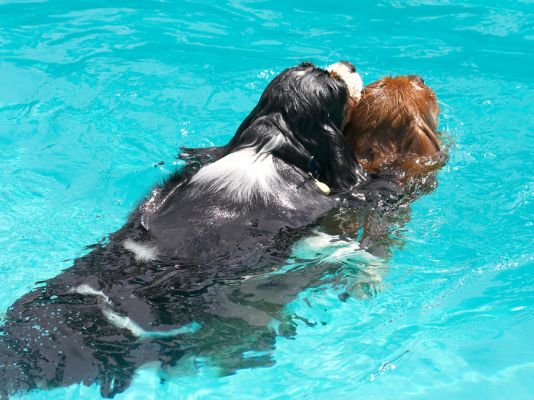Hey, look, a piggy back ride
Ključne besede: Ruby Jasper King Charles Spaniel