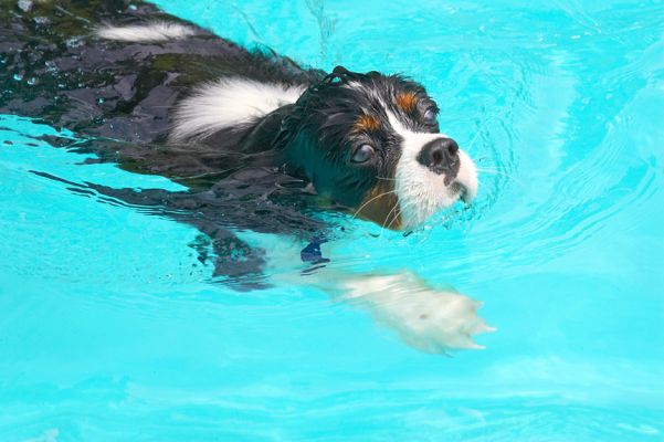 I've really got the hang of this
Keywords: Jasper King Charles Spaniel