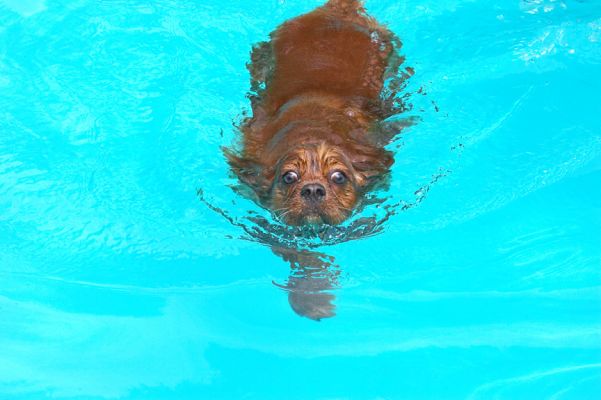 Look at my sleek swimming style
Trefwoorden: Ruby King Charles Spaniel