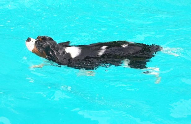 Is it a seal?  No, I'm a dog
Schlüsselwörter: Jasper King Charles Spaniel