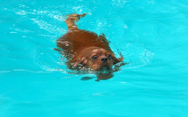 I'm just a water baby
Keywords: Ruby King Charles Spaniel