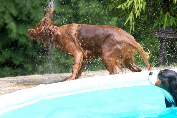 Hmm, so that's how it's done
Klíčová slova: Ruby King Charles Spaniel