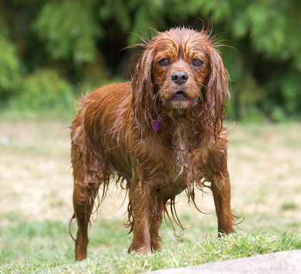 This is my drowned rat look?  Very funny!
Ключові слова: Ruby King Charles Spaniel
