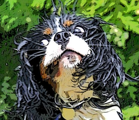 What you doin' Ruby?
Anahtar kelimeler: Jasper King Charles Spaniel