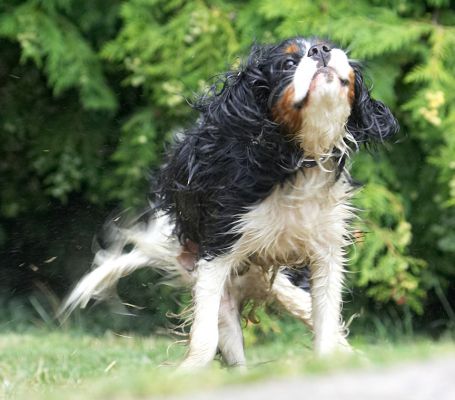 Hey, shake, rattle and roll
Keywords: Jasper King Charles Spaniel
