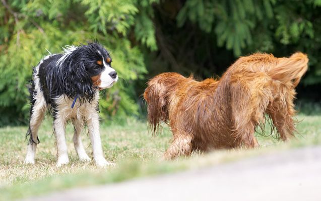 No, Ruby, I don't feel like playing.  I'm all tuckered out from swimming
Palabras clave: Jasper Ruby King Charles Spaniel