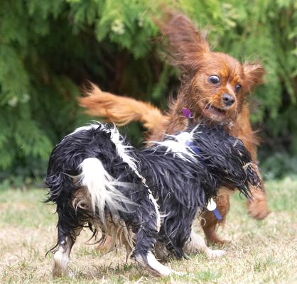 Playtime
Ключевые слова: Ruby Jasper King Charles Spaniel