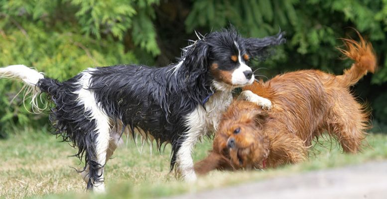 I'm a guy; I'll show her who's boss
Ключові слова: Ruby Jasper King Charles Spaniel