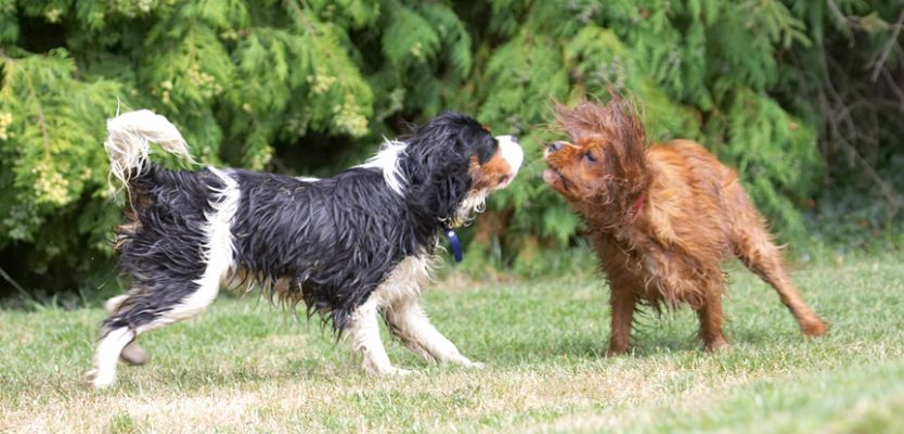 Face off
Keywords: Ruby Jasper King Charles Spaniel